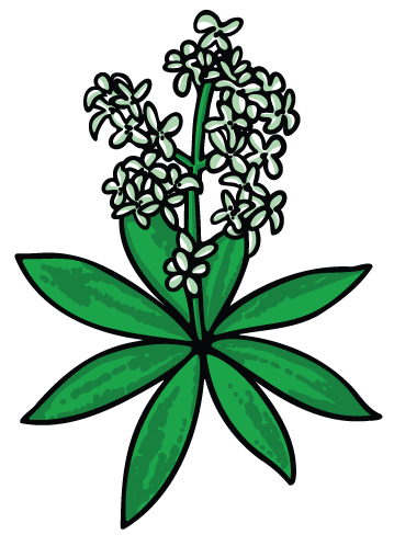 Waldmeister